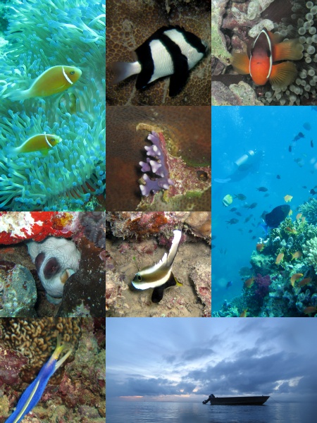 PT's 2005 Fiji dive trip photo collage #1